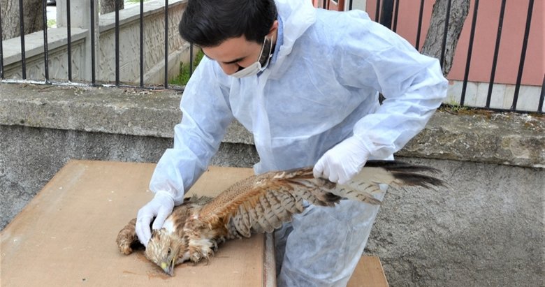 Afyonkarahisar’da bulunan yaralı kızıl şahin tedavi altına alındı