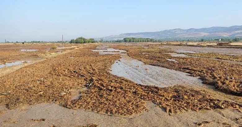 Manisa’da sağanak, üzüm sergilerini vurdu