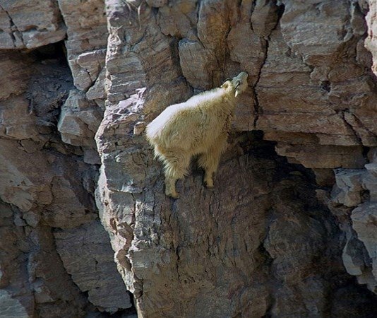 Keçiler nasıl böyle tırmanabiliyor?