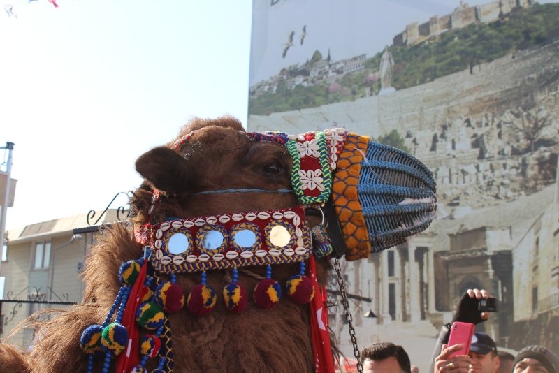 İzmir’de Efes Deve Güreşleri öncesi en süslü deve seçildi