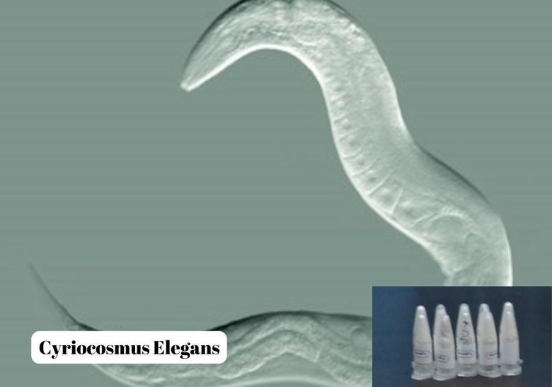 Yavru tarantula siparişi adliyede son buldu