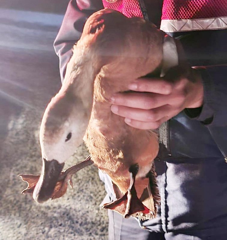 Denizli’de jandarmanın bulduğu yaralı angut kuşu tedavi altına alındı