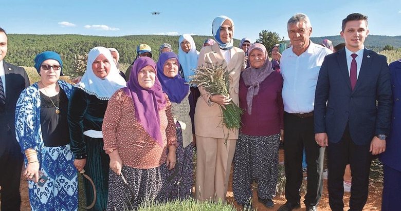 Lavanta bahçelerinde hasat heyecanı