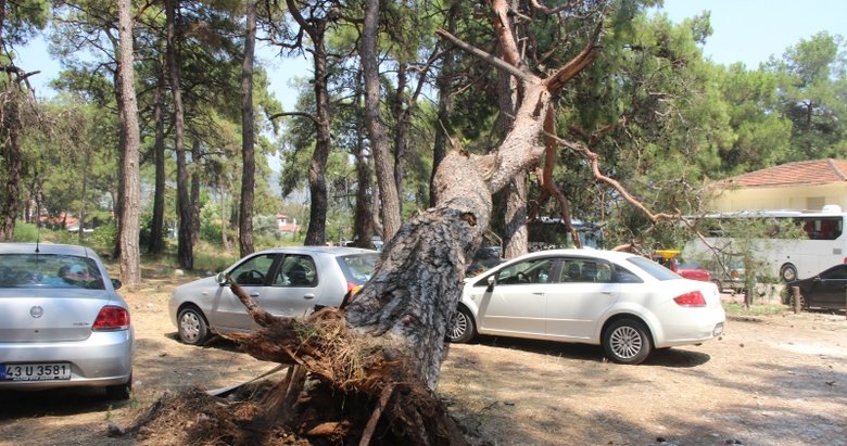 15 metrelik çam ağacı park halindeki araçların üzerine devrildi