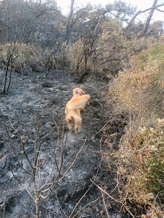 Yangının çıktığı noktayı ‘Kadro’ buldu! Bunu yapabilen tek köpek