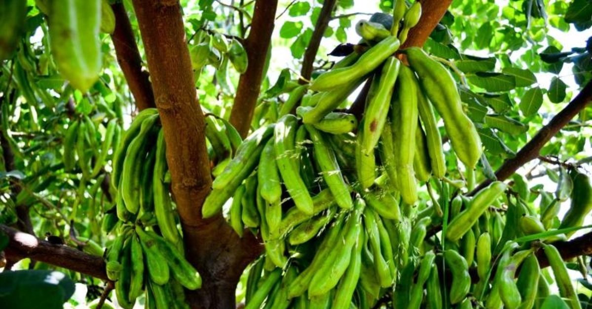 Faydaları şaşırtıyor! Gizli kahramanınız keçiboynuzu olabilir: Kabızlıktan öksürüğe...