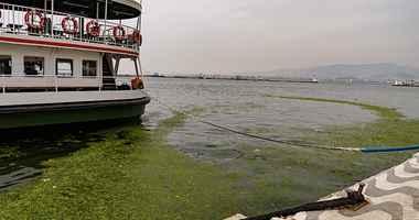 İzmir Körfezi’nde kıyıyı yosun kapladı!