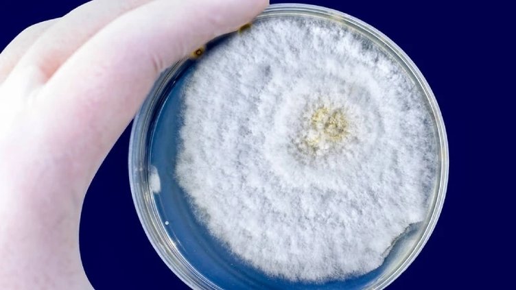 Enfeksiyonun beyne sıçramasına engel olmak amacıyla hastaların gözleri çıkarıldı! Kara mantar salgını nedir?