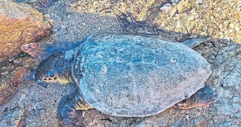 Ayvalık’ta kıyıya ölü deniz kaplumbağası vurdu
