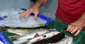 Saksıda kenevir yetiştirmiş