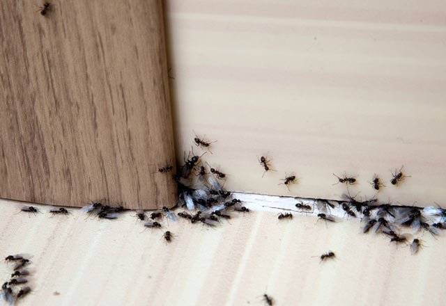 Karıncalar zarar vermeden evden nasıl çıkarılır?