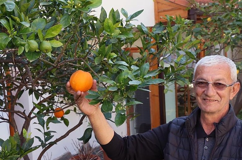 Muğla’da hayrete düşüren görüntü! İklim değişikliği meyveleri de şaşırttı