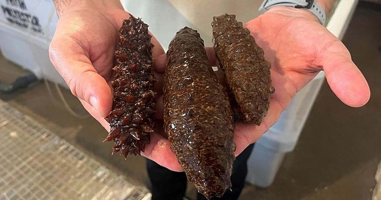 Deniz patlıcanı İzmir Körfezi’ndeki kirliliğe çözüm olabilir mi? Yılda 3,5 kilo deniz tabanı materyalini tüketiyor