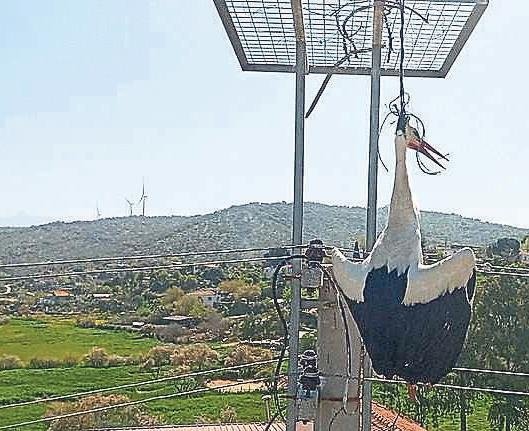 Söke’de leylek operasyonu