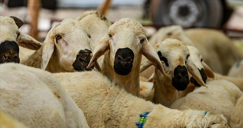 İzmirliler dikkat! Seferihisar’da kurbanlık satış ve kesim yerleri açıklandı