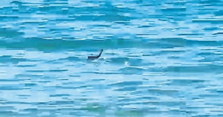 Çeşme’de denizde yüzen yılan panik yarattı