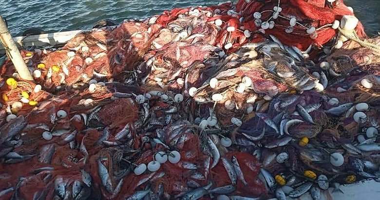 Çanakkaleli balıkçı, 15 bin tane lüfer yakaladı