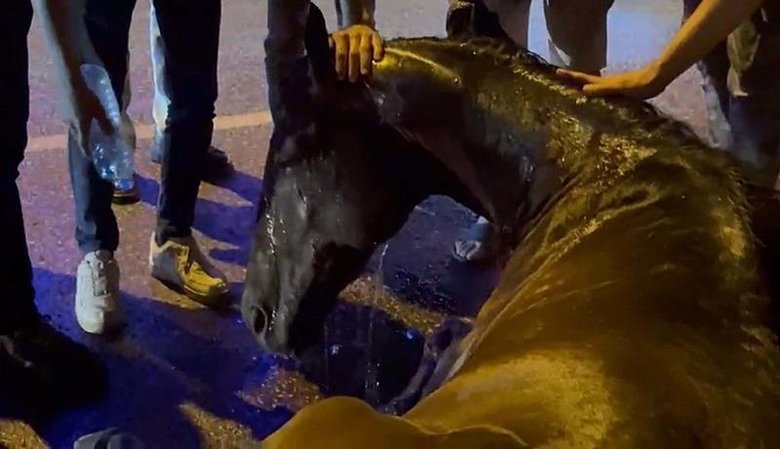 İzmir’de kamyonetten düşen atın bacakları kırıldı; sürücü atı bırakıp kaçtı