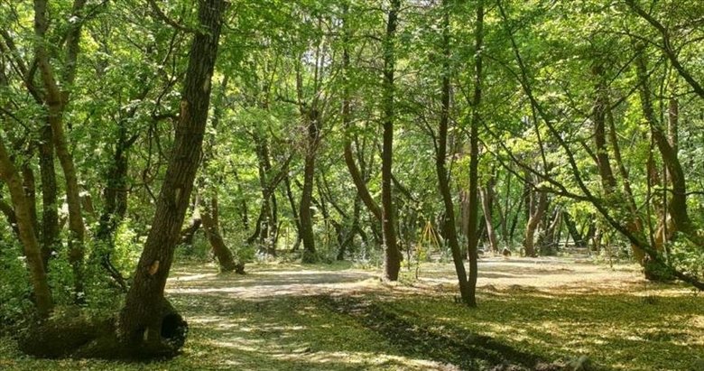 81 ilde ’Orman Benim’ etkinliği düzenlenecek