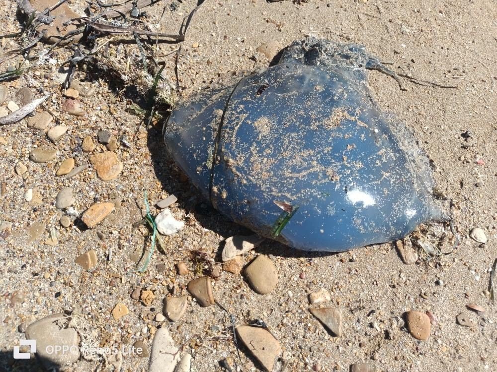 Foça’nın ardından Çeşme’de de görüldü! İzmir’de denizanası istilası