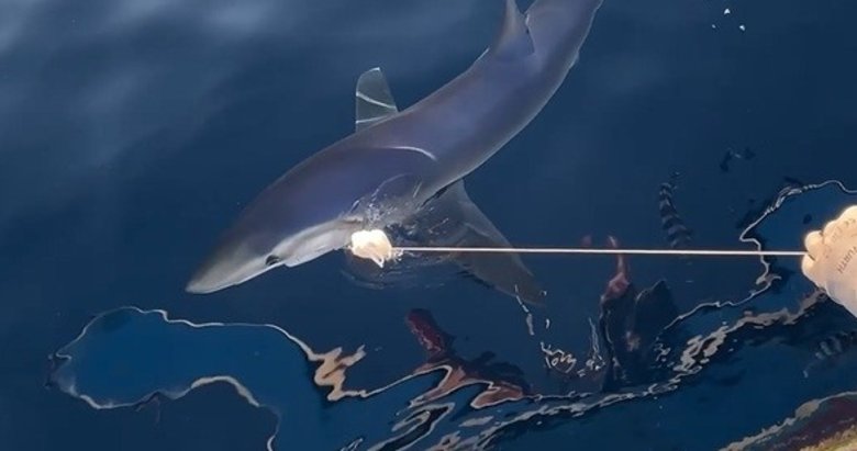 Yunanlılara kafa tutan balıkçının oltasına mavi köpek balığı takıldı