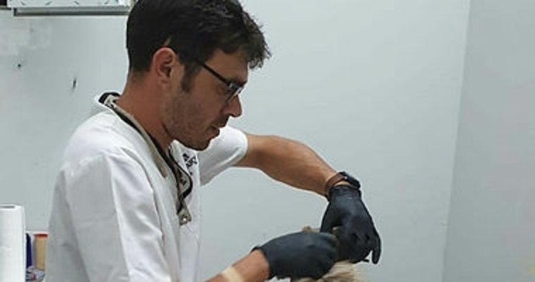 Vatandaşlardan örnek davranış! Yaralı köpeğe sahip çıktılar