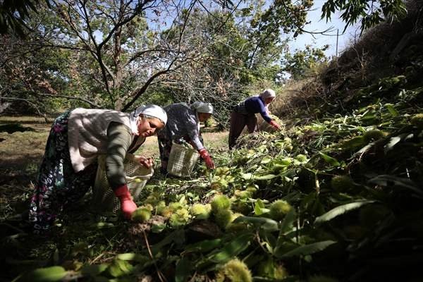 Aydın kestanesinde tehlikeli hasat dönemi başladı