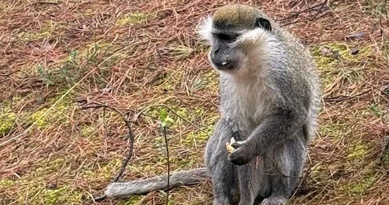 Mantar ararken maymun buldu