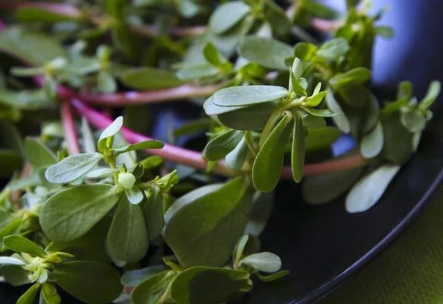 Pirpirim otunun faydaları nelerdir? Pirpirim otu ne işe yarar?