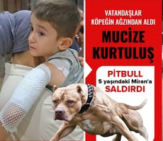 Pitbull, 5 yaşındaki Miran’a saldırdı