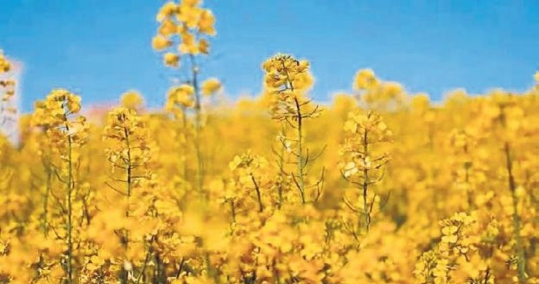 Ayçiçek yağına rakip olarak kanola üretimi