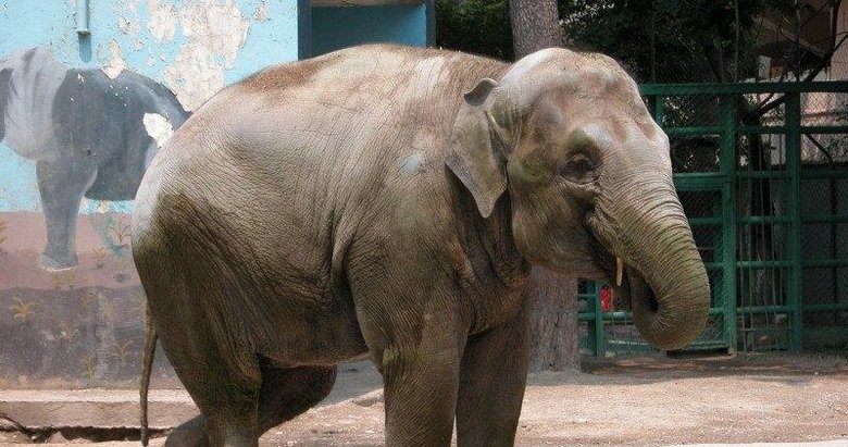 Pak Bahadır müzede yaşatılıyor!