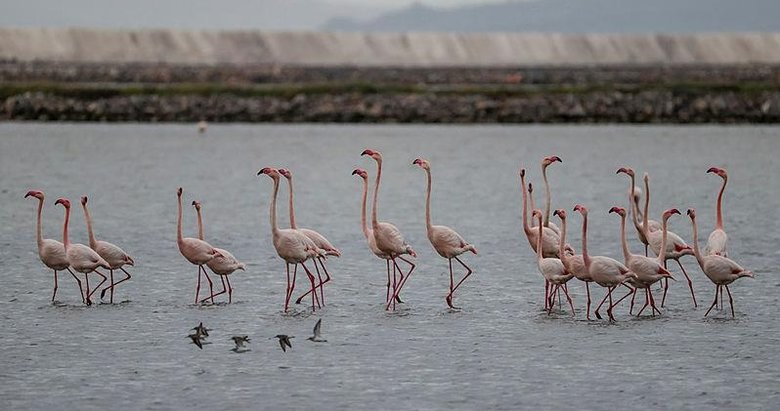 Kuşların 2 bin kilometrelik göç yolculuğu İzmir Kuş Cenneti’nde tamamlandı