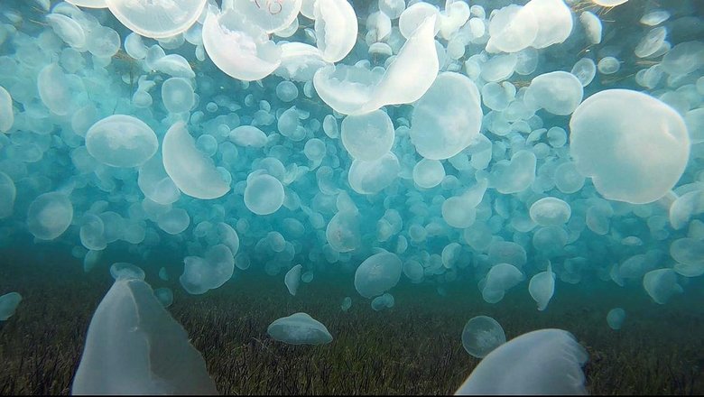 Binlercesi Çanakkale Boğazı’nda görüntülendi: Normal bir durum değil