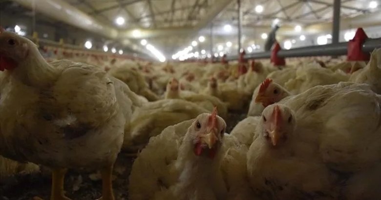 Rekabet Kurulu’ndan 13 piliç üreticisine 3,7 milyar TL ceza!