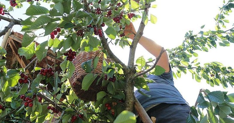 Dalında 2 lira, pazarda 15 lira