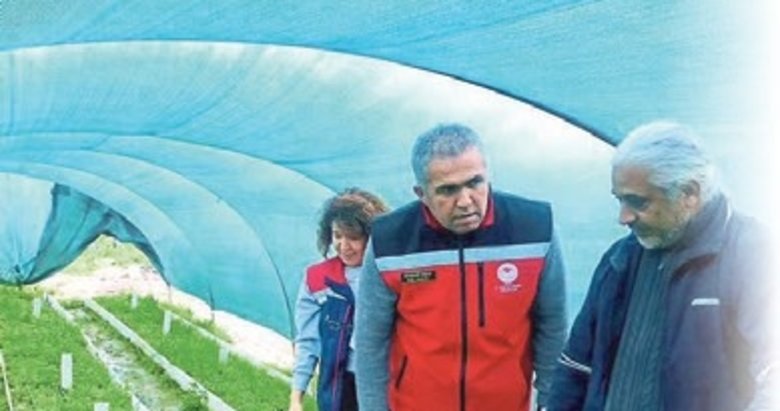 Salep orkidesi Aydın çiftçisine umut oldu