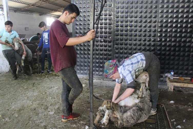 Balıkesir’de öğrenciler koyun kırkarak harçlıklarını çıkarıyor