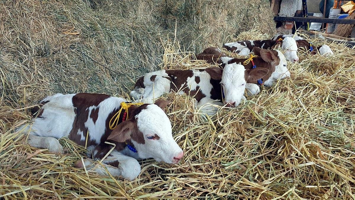 Bepul porno videolarni tomosha qiling Ikki jingalak ayol bilan porno