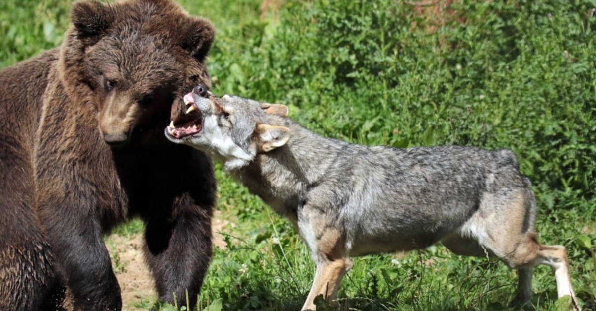 kan donduran karsilasma kurt surusu