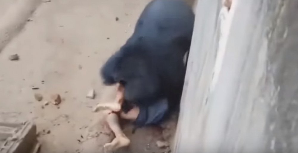 Kafese giren adam ayıya yem oldu! Dehşete düşüren görüntü