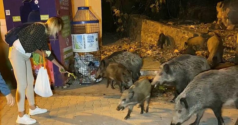 Fethiye merkezine inen domuzları, turistler ve halk elleriyle besliyor