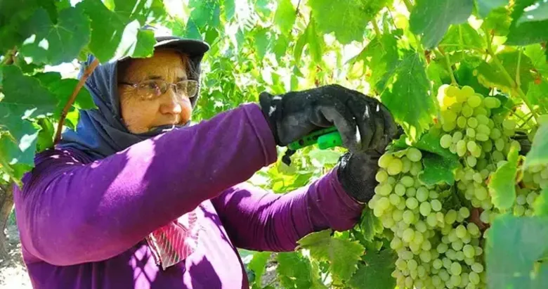 Manisa’da kurutmalık üzüm sezonu sürüyor