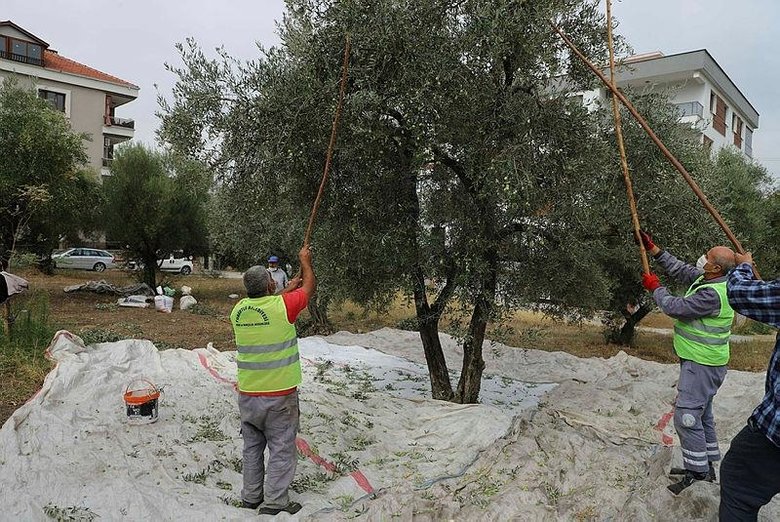Ege’de zeytin hasadı başladı, omuz ağrıları arttı