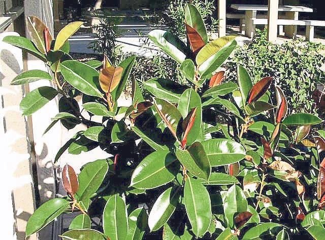 Radyasyonla savaşan bitkiler! Hayat kurtarıyor