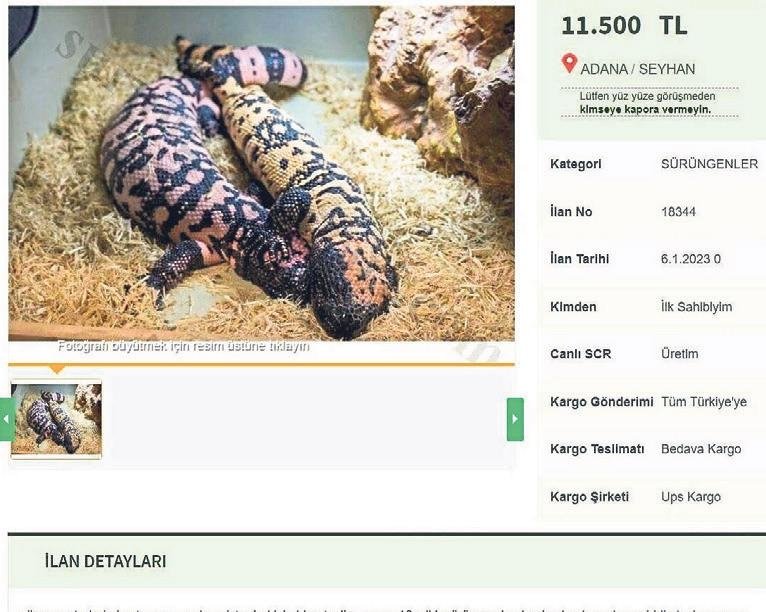 İnternetten zehirli kertenkele satışı