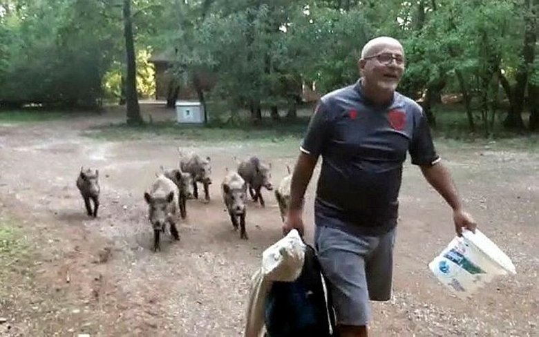 Yiyecek bulmak için sahile inen domuz sürüsünü elleri ile besledi