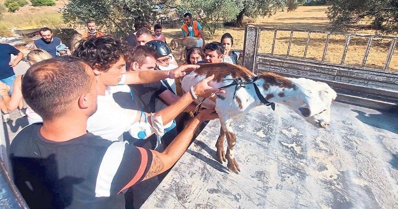 35 keçi yanmaktan son anda kurtarıldı