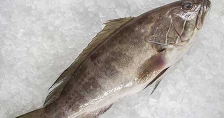 Lagos balığı özellikleri nelerdir? Lagos fiyatı ne kadar?
