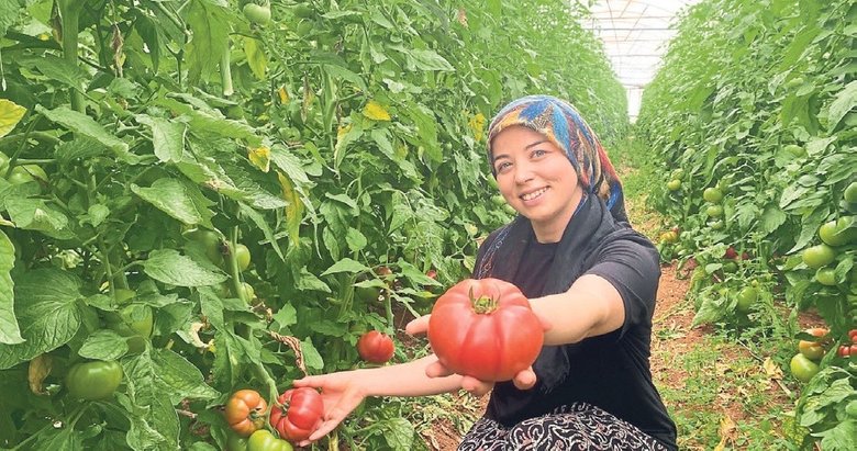 Domates serasından ekonomiye genç katkı